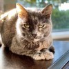 Kitty Lumpkins