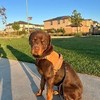 Hector