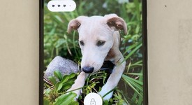 Good
													Google Pixel 9 - Unlocked, Obsidian, 128 GB, 12 GB, G2YBB, photo 2 of 10