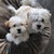 Seller: Varshika M.