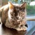 Seller: Kitty Lumpkins
