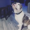 Angelo
