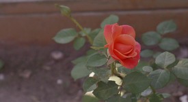 Mint
													Panasonic Lumix S9 - Crimson Red, photo 5 of 7