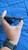Mint Xiaomi Redmi Note 11 Pro 5G - Unlocked Non-US, Gray, 128 GB, 6 GB