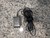 Mint Asus Vivobook Laptop