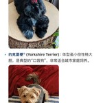 Good Apple iPhone 15 Pro Max - Unlocked, 256 GB, Black, A2849