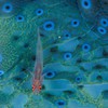 coyoteblue