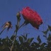 Nashali R.