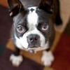 pinoymutt @XDA
