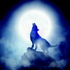 Night Hawk