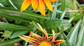 Mint
													Samsung Galaxy A52 5G - T-Mobile, Black, 128 GB, 6 GB, photo 1 of 10