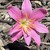 Seller: Chris Dotson