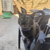 Mocha