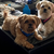 Seller: Grant