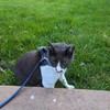 anerdandhiscat