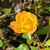 Mr Rose Garden