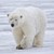 Seller: Polar Bear Lover
