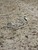 Good Apple Watch Series 7 45mm - Verizon, Gold, A2477 - Cellular, Stainless