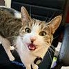 Bad Kitty