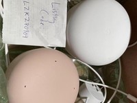 Google Nest WiFi Mesh Router
