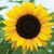 Seller: Sunflower