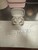 Used Beats Powerbeats Pro 2 - Quick Sand
