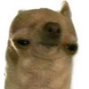 GEENUS