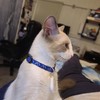 Jacko