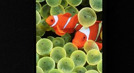 Fair
													Apple iPhone 13 - Unlocked, Midnight, 128 GB, A2482, photo 4 of 6