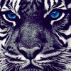 BlueTigers