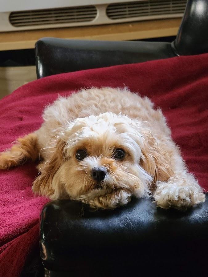DobieG
