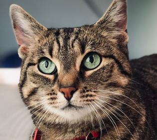 Leo M.