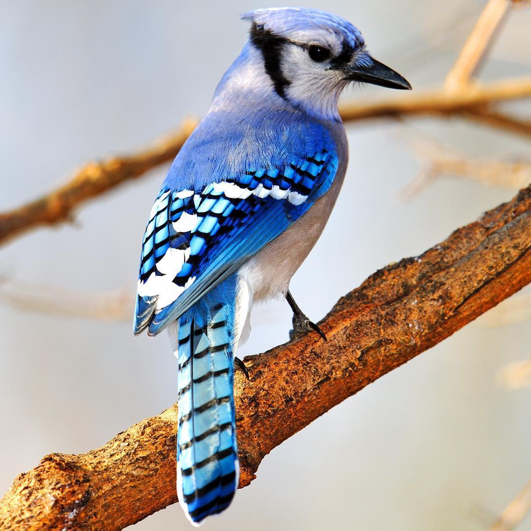 Cyanocitta17