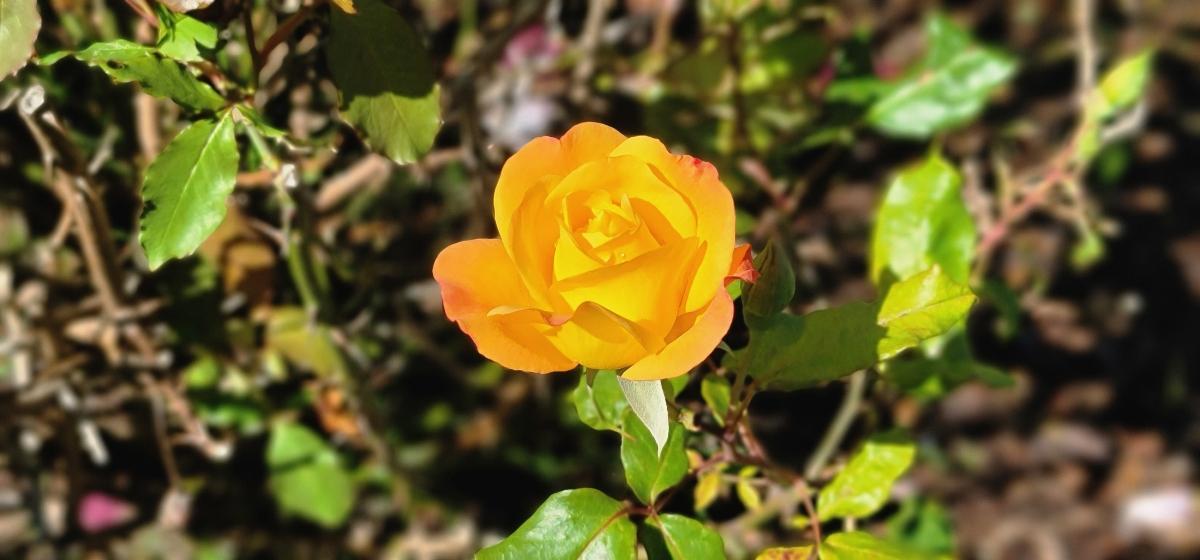 Mr Rose Garden