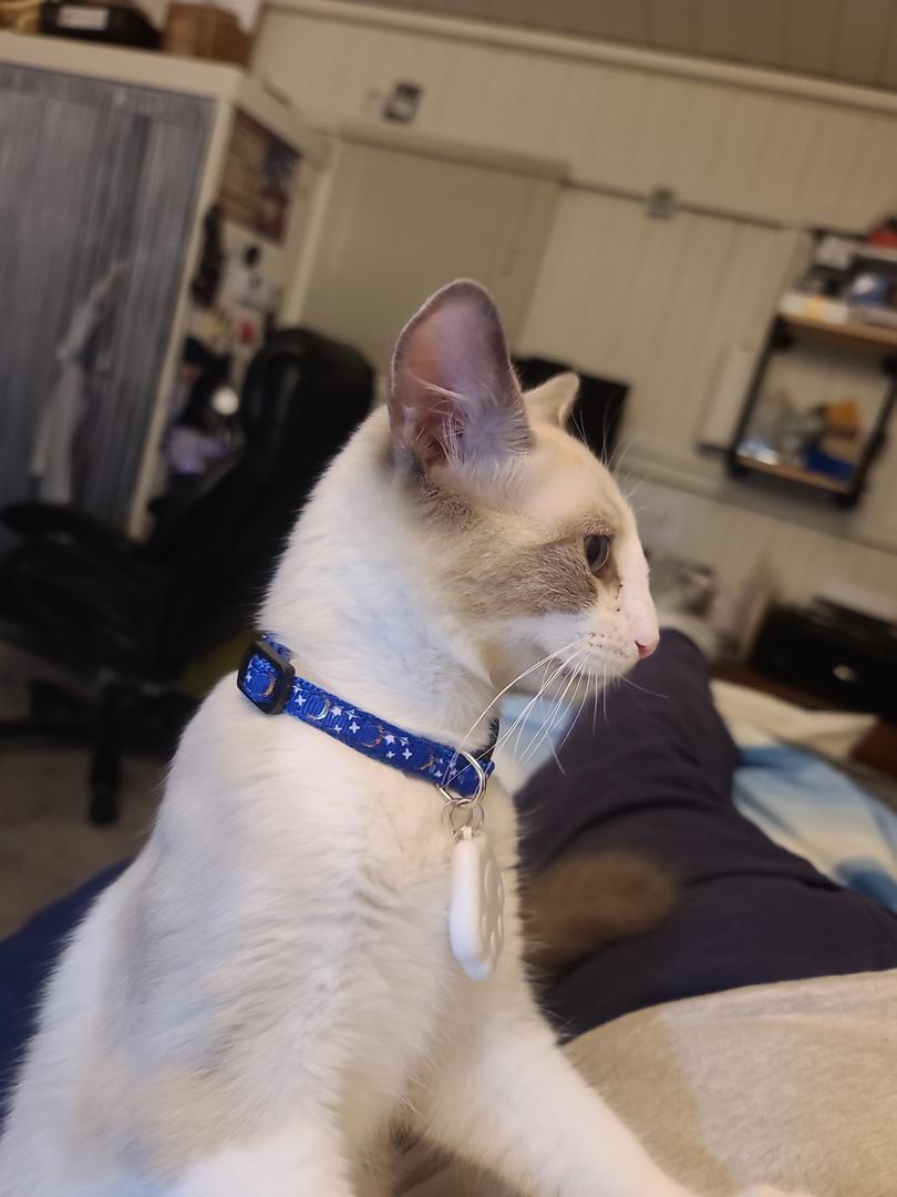 Jacko