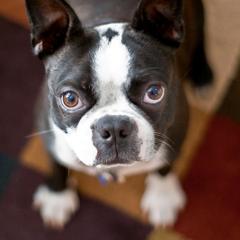 pinoymutt @XDA
