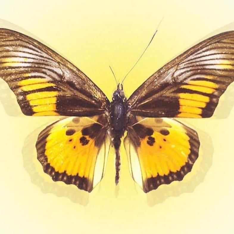 Lilyan A.