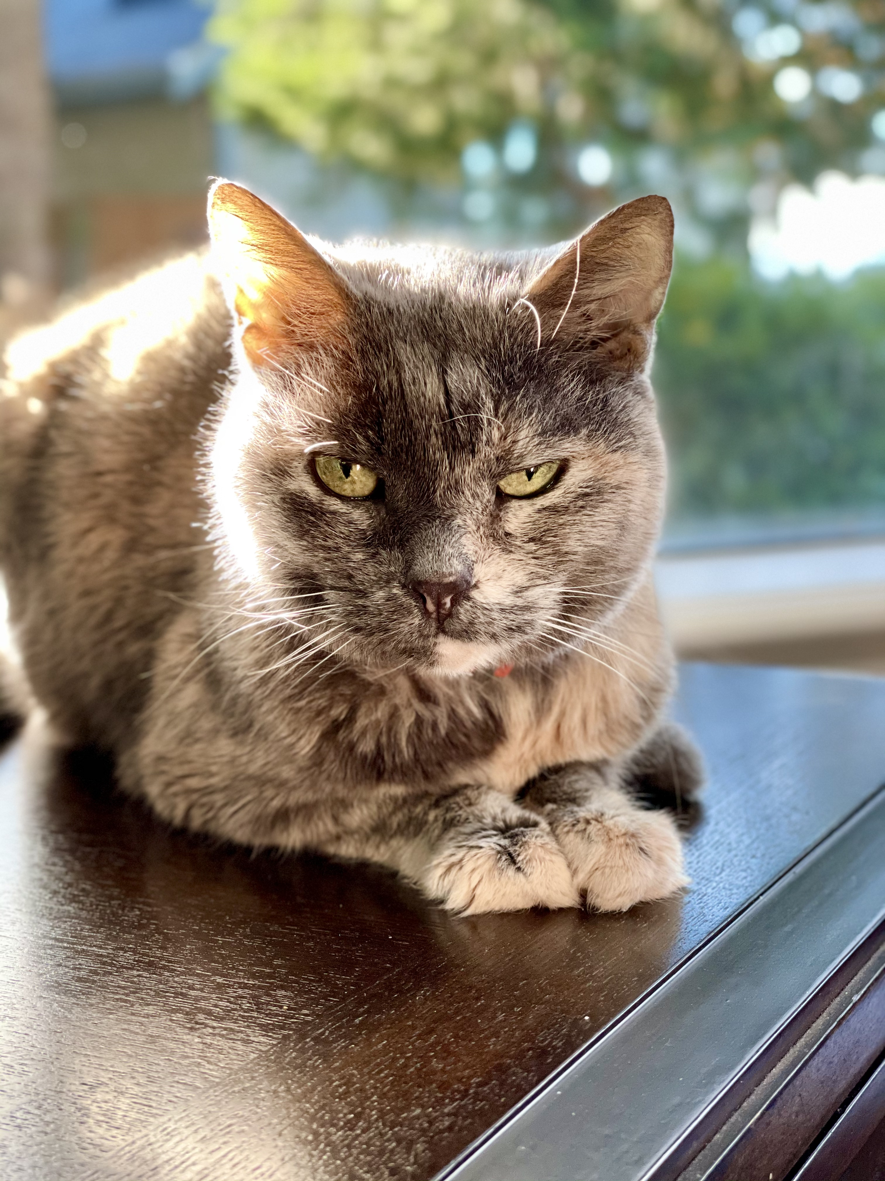 Kitty Lumpkins